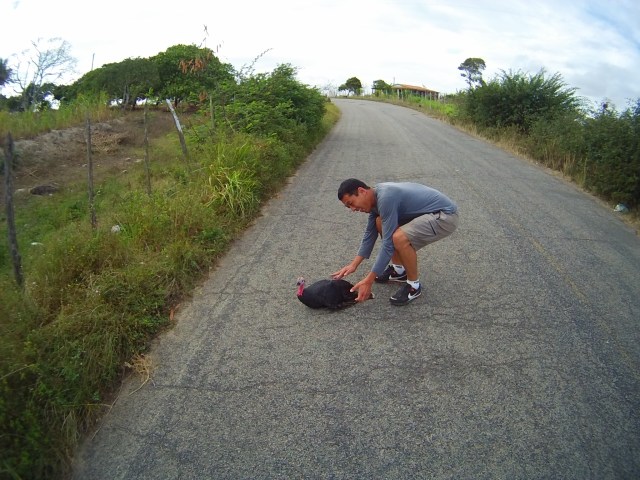 Salva salva o peru hahahaha