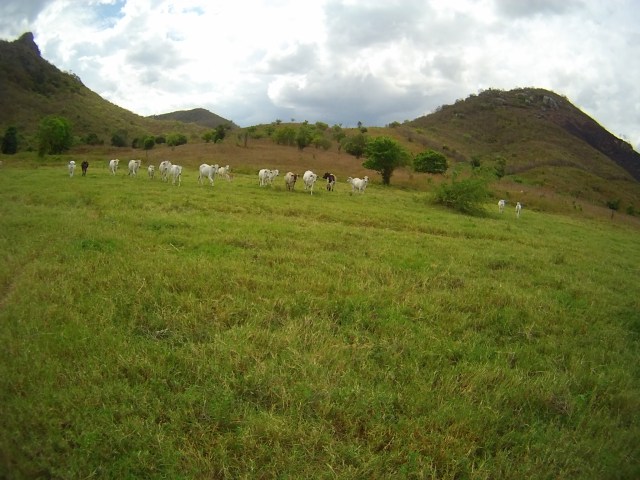 As vacas em alerta  rsrs