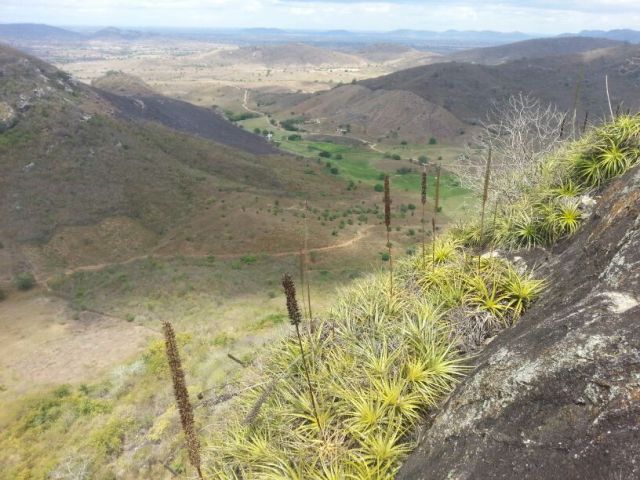 Parte da trilha e as macambiras!